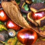 Conkers and acorns
